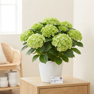 White Hydrangea macrophylla – 14cm Pot, 40cm High