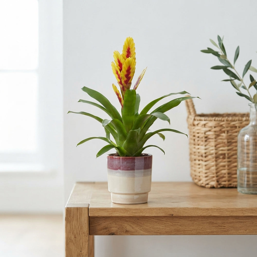 Mixed Bromeliad ‘Adventure’ in Edmunton Ceramic Pot – 13cm