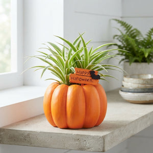 Halloween Ceramic Pumpkin Plant Arrangement – 21cm Pot