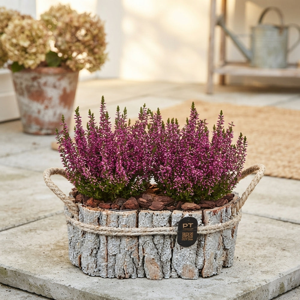 Autumn Outdoor Plant Arrangement – 22cm Wooden Tray