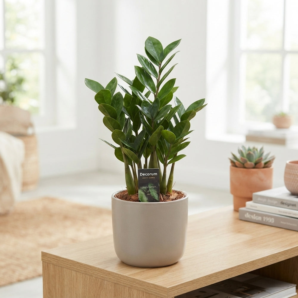 ZZ Plant ‘Zenzi’ (Zamioculcas zamiifolia) – 10.5cm Pot