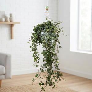 White Variegated English Ivy (Hedera helix) – 24cm Hanging Pot