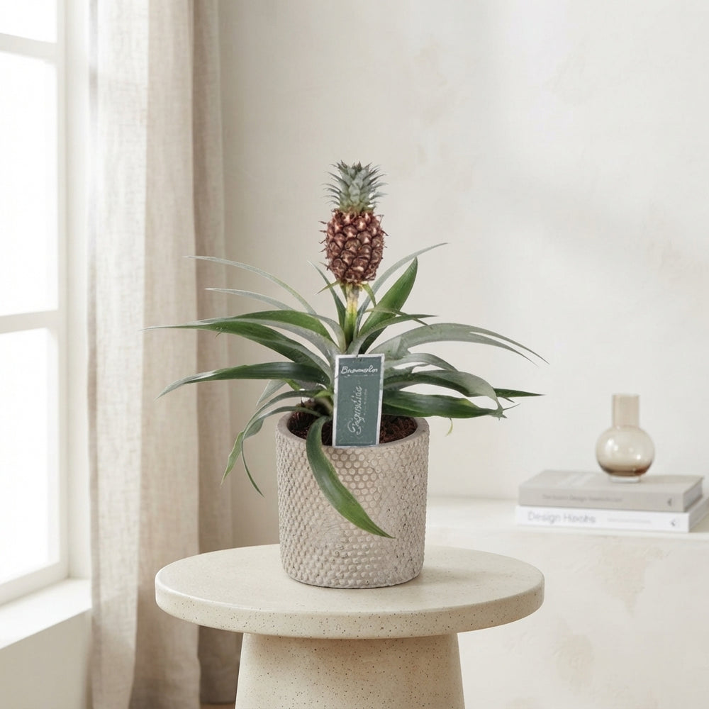 Dark Red Ananas ‘Mi Rosita’ – 9cm Pot