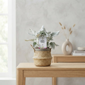 Angel Wings Senecio (Senecio candidans) – 17cm Pot