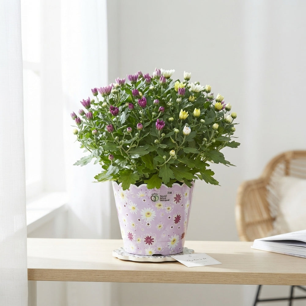 Mixed Chrysanthemum Houseplant – 23cm Pot