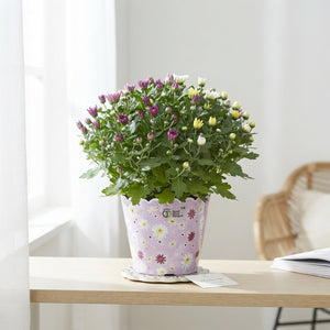 Mixed Chrysanthemum Houseplant – 23cm Pot