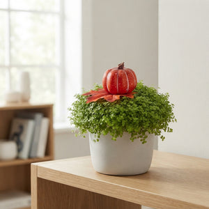 Baby’s Tears Plant (Soleirolia soleirolii) – 11cm Pot
