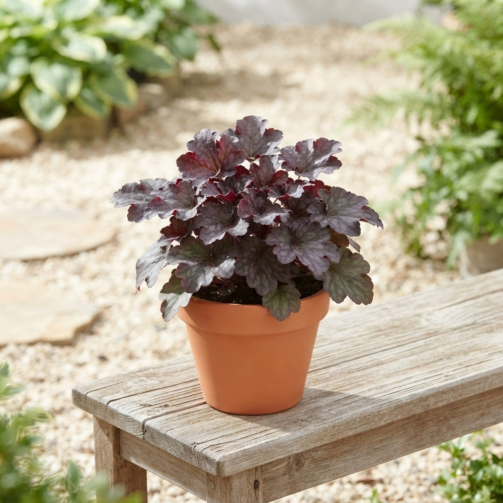 Heuchera ‘Americana’ – 13cm Pot