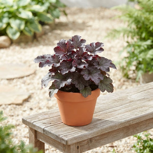 Heuchera ‘Americana’ – 13cm Pot