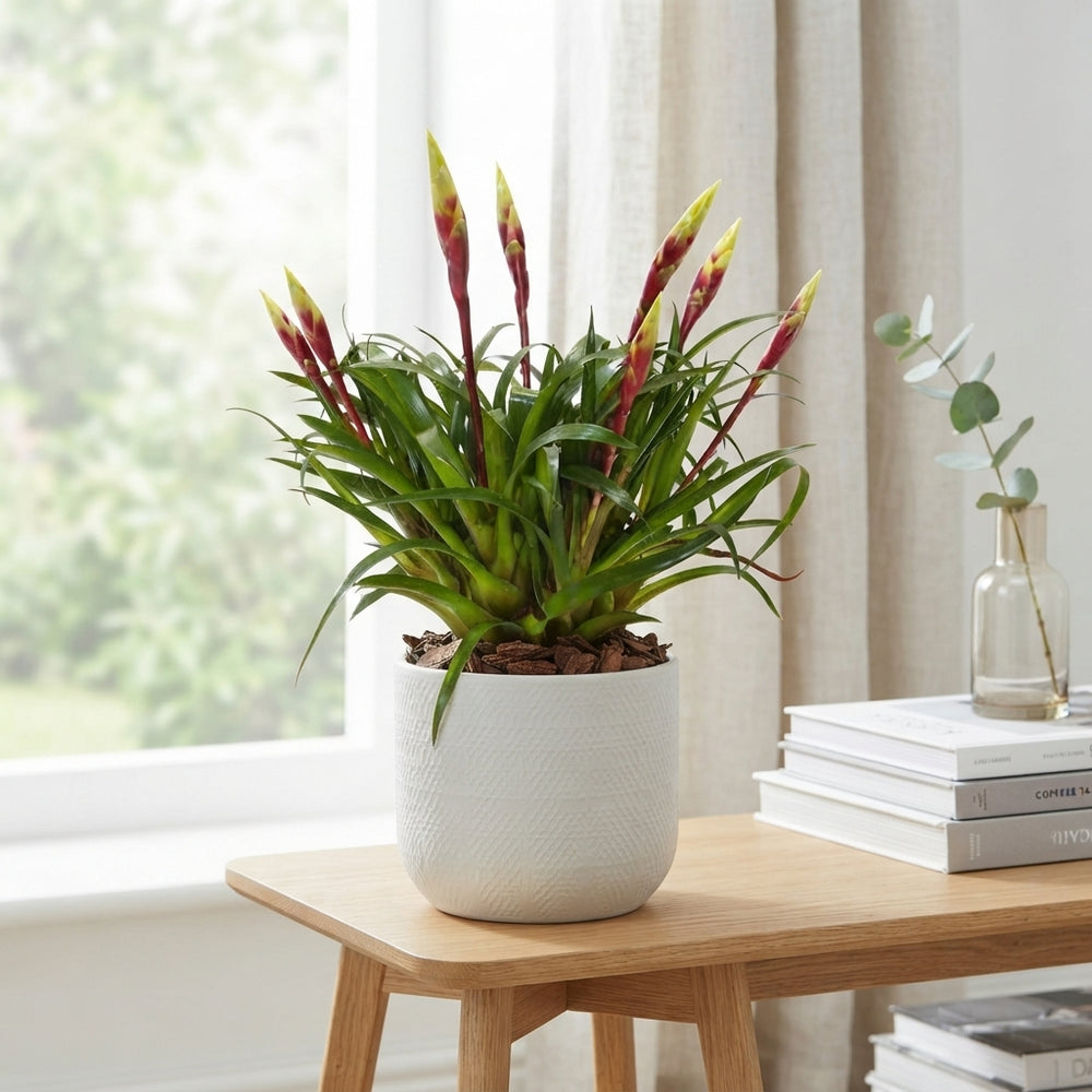 Vriesea ‘Spyro’ Multiflower – 12cm Pot