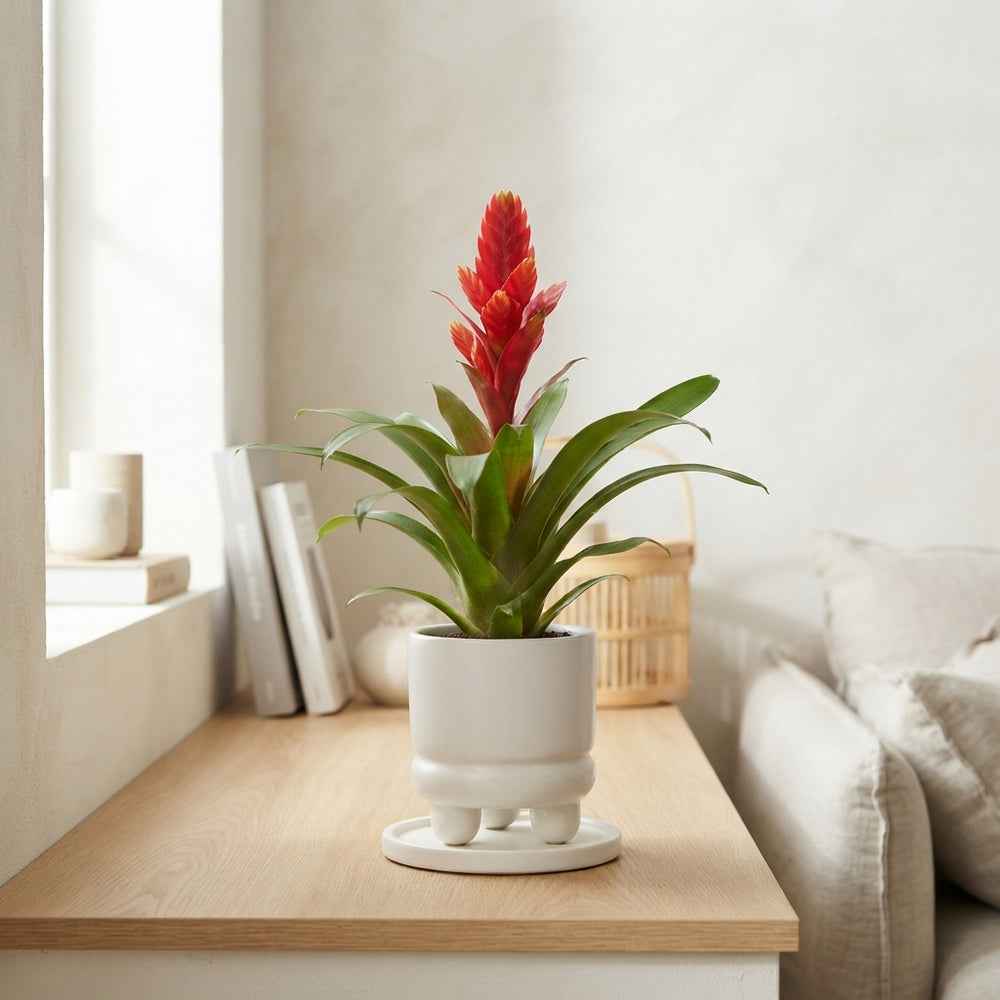 Mixed Bromeliad in Adventure Ceramic Pot – 10.5cm