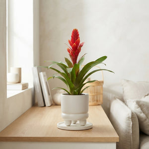 Mixed Bromeliad in Adventure Ceramic Pot – 10.5cm