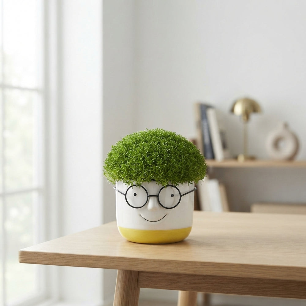 Sagina subulata Green Smile Ornament
