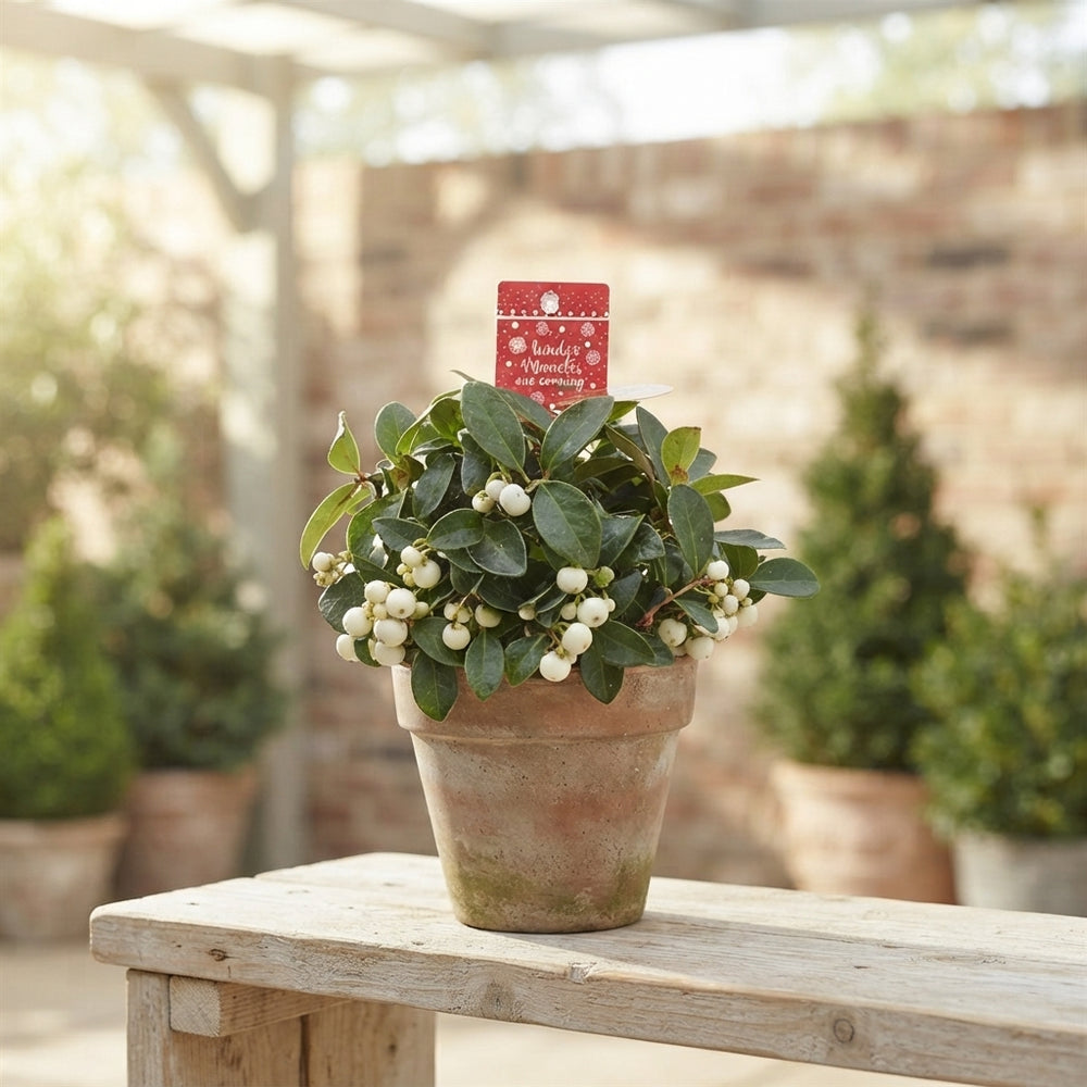 White Gaultheria ‘Ciao Bella’ – 12cm Pot