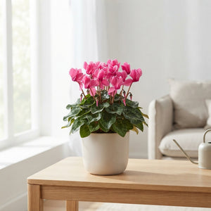 Pink Small-Flowered Cyclamen (Cyclamen persicum) – 10.5cm Pot