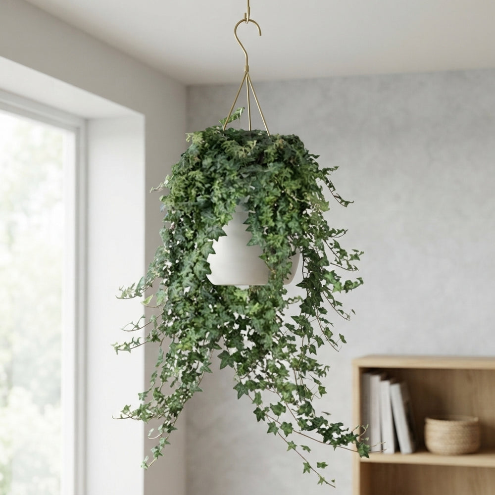 Green English Ivy (Hedera helix) – 24cm Hanging Pot