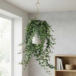 Green English Ivy (Hedera helix) – 24cm Hanging Pot