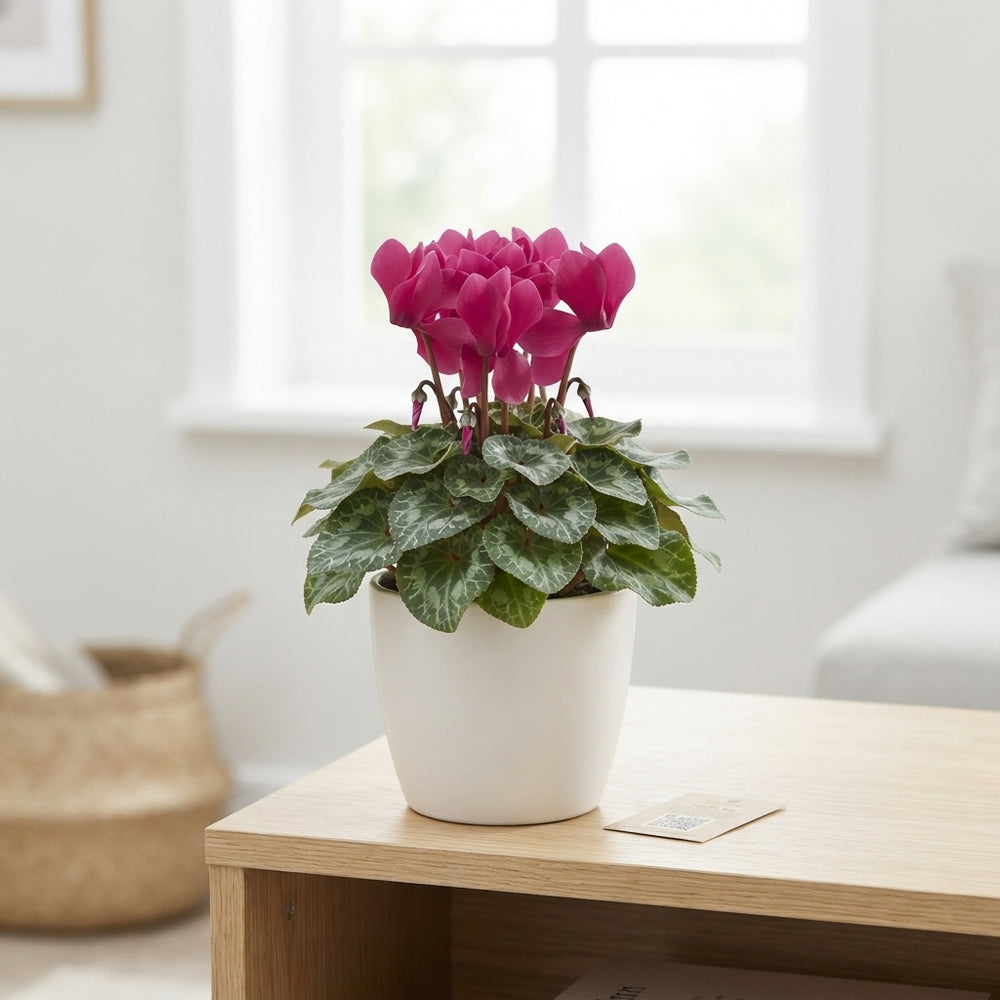 Mixed Cyclamen persicum ‘Merengue’ – 10.5cm Pot