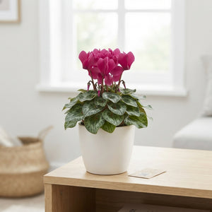 Mixed Cyclamen persicum ‘Merengue’ – 10.5cm Pot
