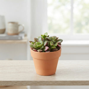Mixed Succulent Plant – 5.5cm Pot