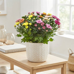 Chrysanthemum ‘Elixer’ – 23cm Pot