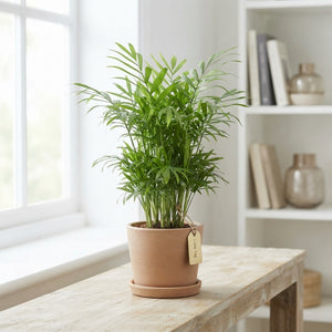 Parlour Palm (Chamaedorea elegans) – 12cm Pot