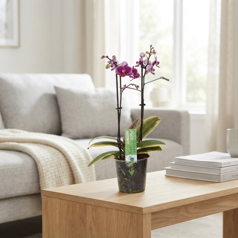 Purple Phalaenopsis Orchid – 12cm Pot, 40cm Tall