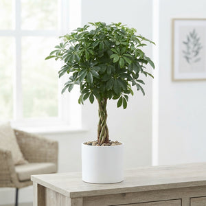 Dwarf Umbrella Tree (Schefflera arboricola) – 17cm Pot