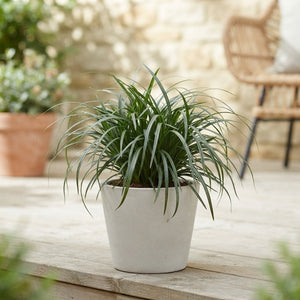 Carex Morrowii Ornamental Grass – 10.5cm Pot