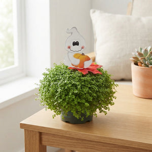 Baby's Tears Plant (Soleirolia soleirolii) – 11cm Pot