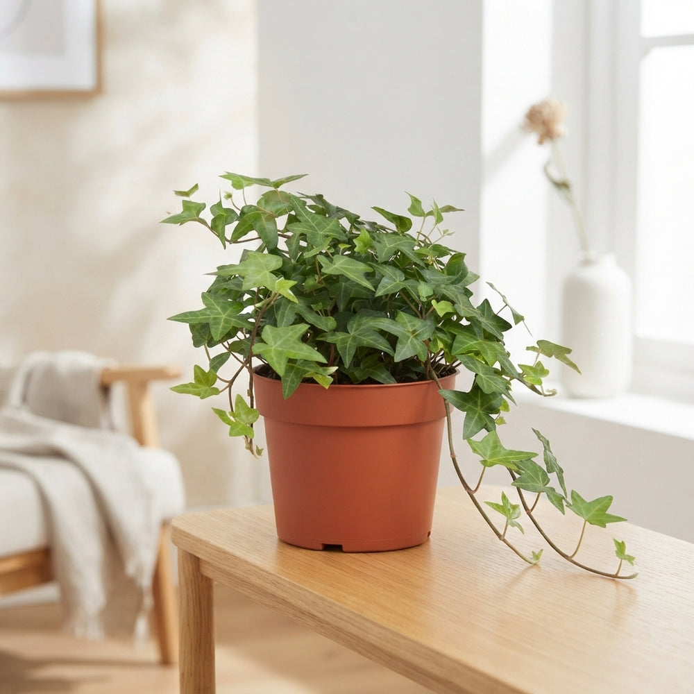 Green English Ivy (Hedera helix) – 13cm Pot