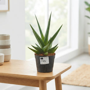 Sansevieria Houseplant – 10.5cm Pot, 30cm High