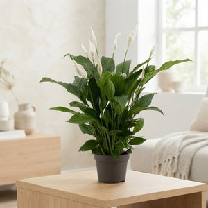 Peace Lily (Spathiphyllum) ‘Strauss’ – 13cm Pot