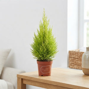 Goldcrest Cypress ‘Wilma’ (Cupressus macrocarpa) – 14cm Pot