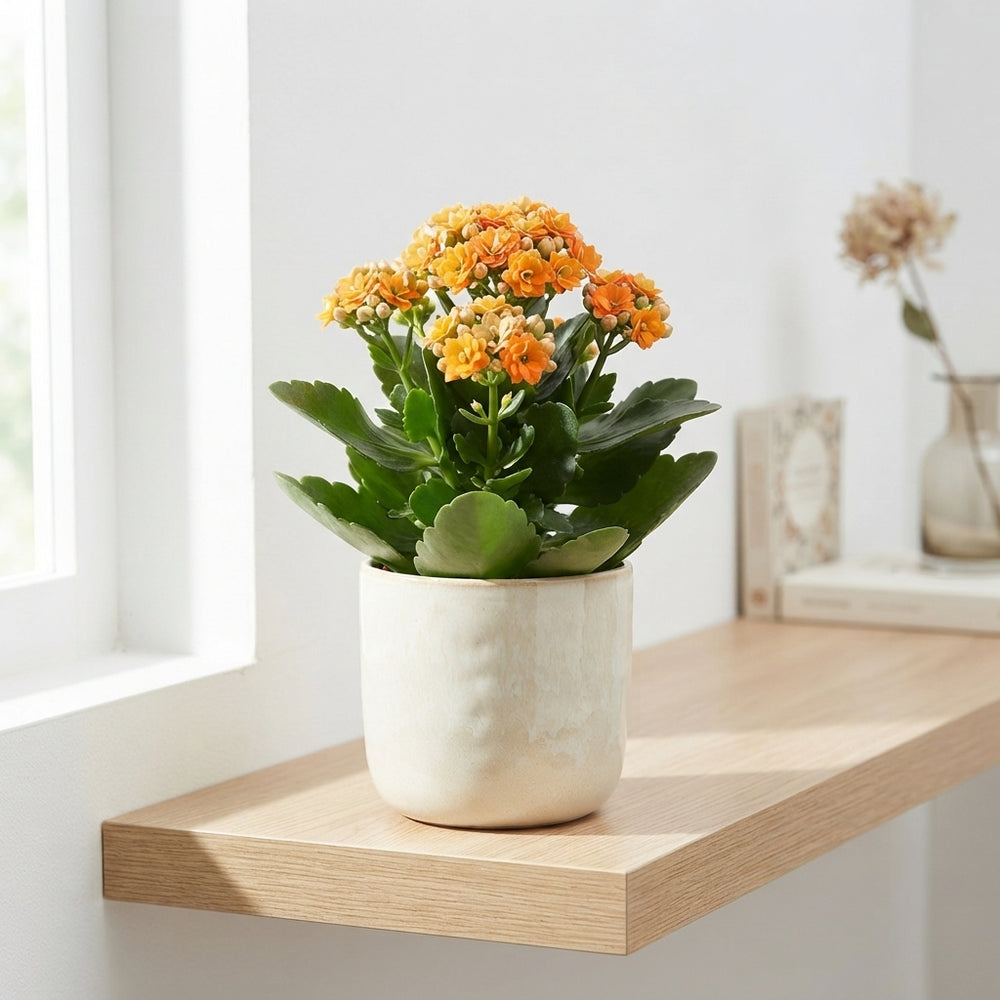 Orange Double Kalanchoe – 9cm Pot