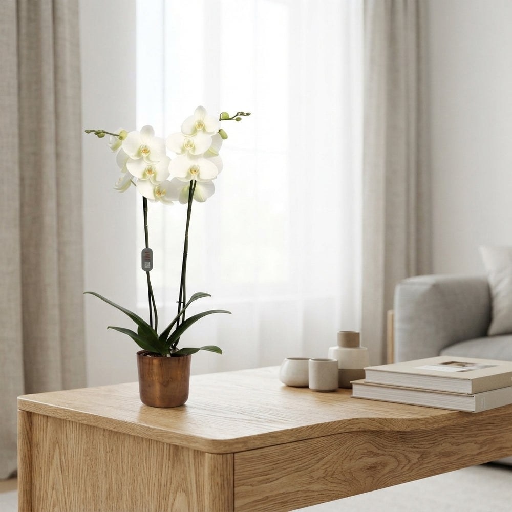 Mixed Phalaenopsis Orchid – 12cm Pot, 70cm