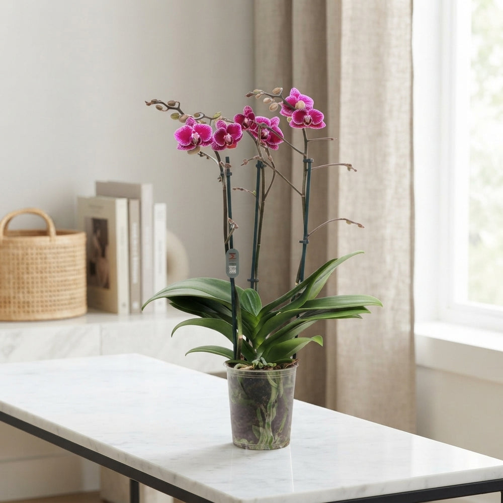 Phalaenopsis Multifloral Orchid – 12cm Pot
