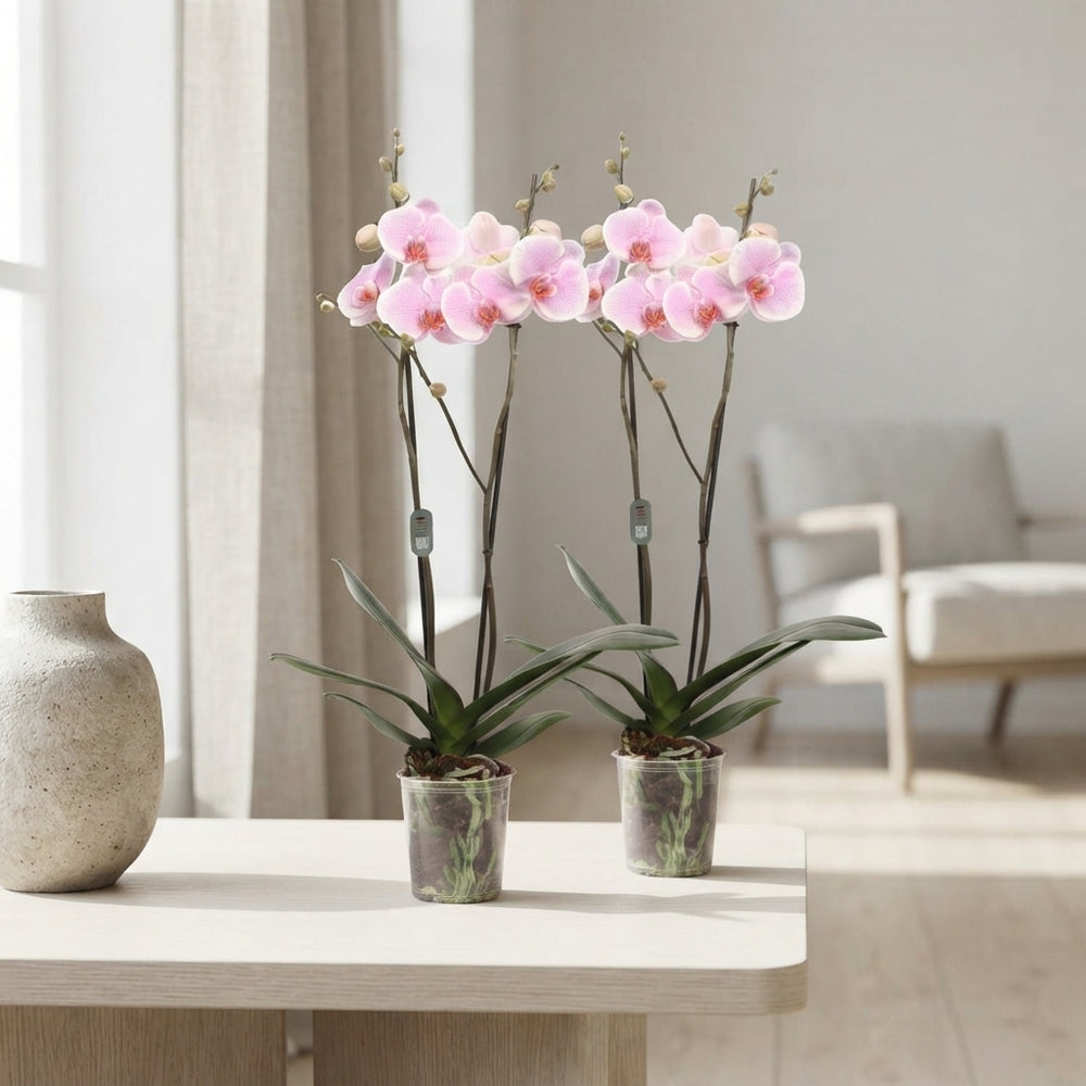Pink Phalaenopsis Orchid ‘Romance’ – 2 Stem, 12cm Pot