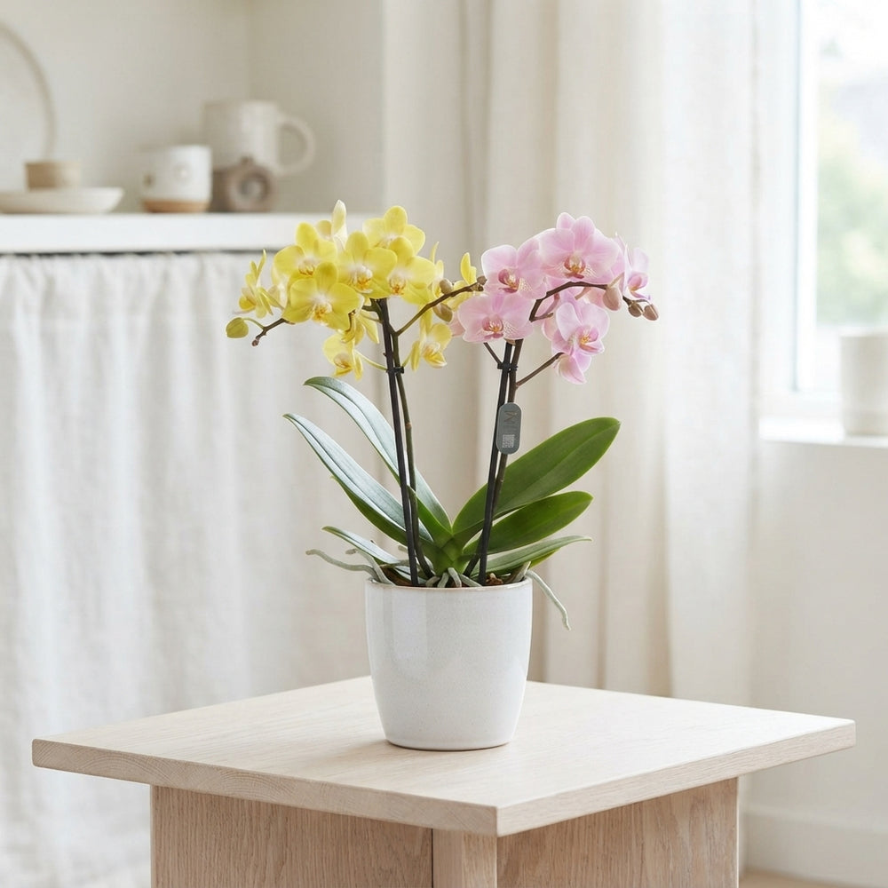 Mixed Phalaenopsis Orchid – 2 Stems, 12cm Pot