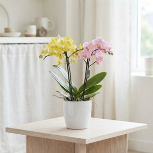 Mixed Phalaenopsis Orchid – 2 Stems, 12cm Pot