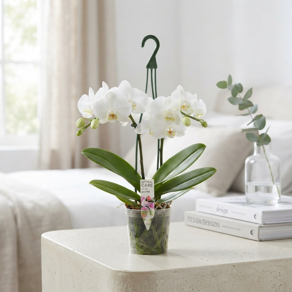 White Phalaenopsis Orchid – 12cm Pot, 40cm Tall