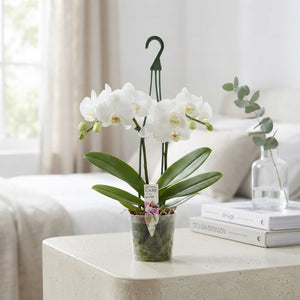 White Phalaenopsis Orchid – 12cm Pot, 40cm Tall