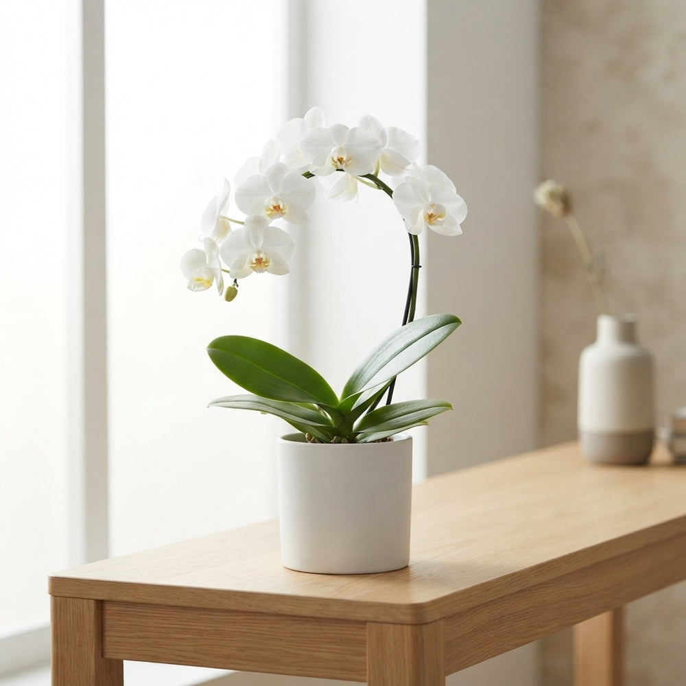 White Phalaenopsis Orchid – 9cm Pot, 35cm High