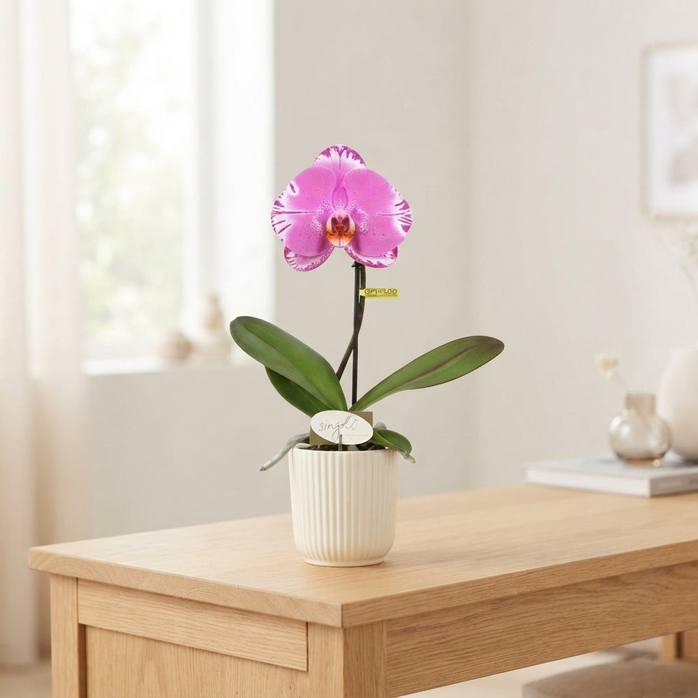White Phalaenopsis Orchid – 9cm Ceramic Pot