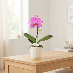 White Phalaenopsis Orchid – 9cm Ceramic Pot