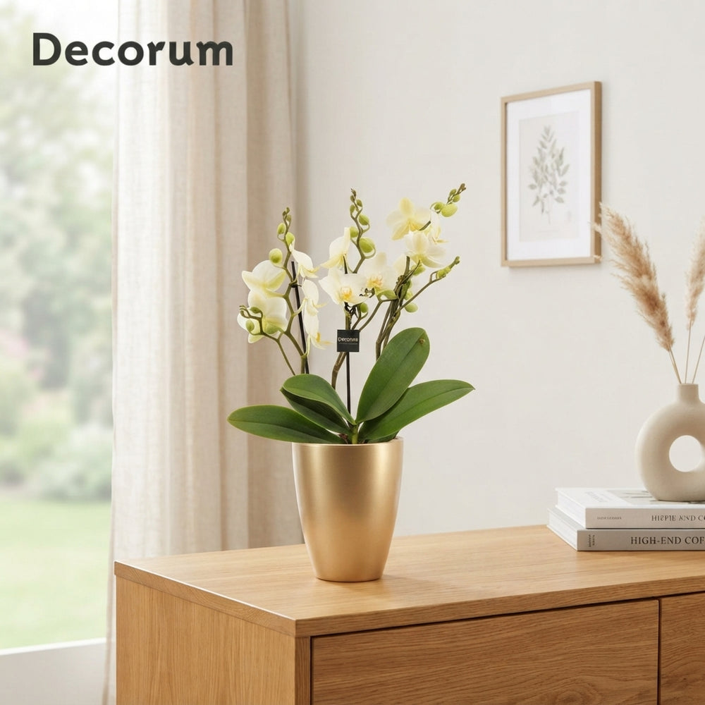 Dazzling Lausanne Phalaenopsis Orchid – 12cm Pot