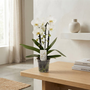 White Phalaenopsis Orchid – 2 Stem, 12cm Pot