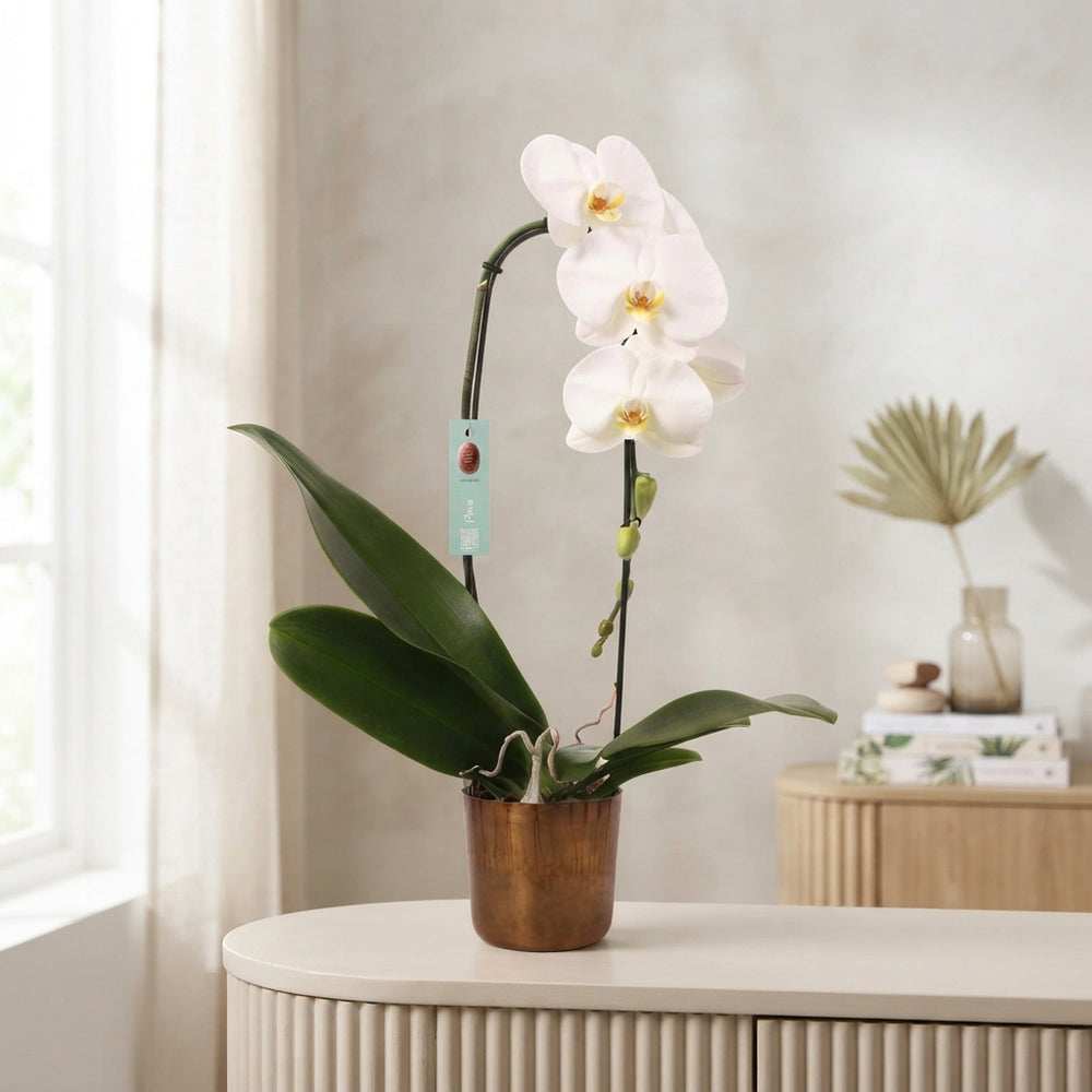 White Phalaenopsis Orchid – 12cm Pot, 60cm Tall