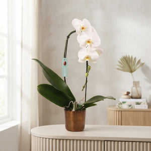 White Phalaenopsis Orchid – 12cm Pot, 60cm Tall