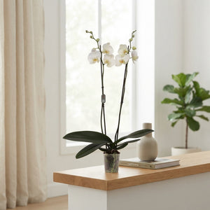 White Phalaenopsis Orchid (2 Stem) – 12cm Pot